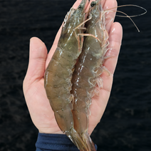 (국내산) 산지직송 새우 생새우 흰다리새우 신안 대하 왕새우, 2kg, 1개