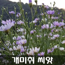 [해피플라워] 야생화 개미취 꽃개미취 벌개미취 씨앗 300립(품종선택 옵션) / 봄 여름 가을 파종 꽃씨, 개미취 씨앗 300립, 1개