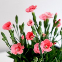 핑크키세스 카네이션 소형 꽃모종 야생화 봄꽃 패랭이 어버이날 스승의날 선물 기념일 향카네이션, 소형 1개
