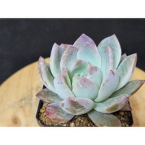 정화다육 다육식물 오렌지먼로, 1개