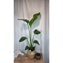 서비내 여인초 극락조 중대품 전체높이 약 80cm 인테리어 플랜테리어 반려식물, 수제바구니set 상품, 1개