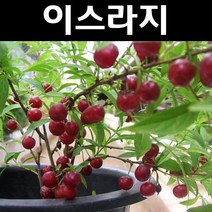 이스라지/산앵두 나무 묘목 키80cm(분 1개/정원/공원/조경수