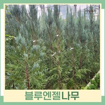 블루엔젤나무 묘목 삽목2년생 뿌리 특묘 3개