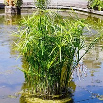 [모야모 꽃씨] 수생식물 시페루스 100립, 덕용포장 2000립, 1개