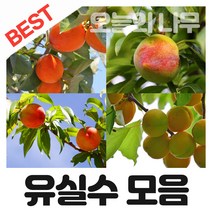[오늘의 나무] 합리적 가격의 다양한 과실수 묘목 판매(대추 감 사과 살구 무화과 자두 복숭아 밤나무등등), 포르단밤나무 접목묘