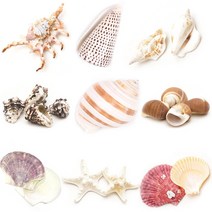 조개껍질 고둥 소라 불가사리 껍데기모음, 42 타공)뿔소라 [3입]