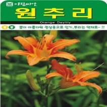 AR 원추리 꽃이 아름다워 관상용으로 씨앗