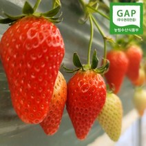 논산 킹스베리 대왕 생딸기 산지직송 GAP 딸기 설향 고당도 왕딸기, 설향 딸기, 1. 900g 고급난좌(24구 or 30구)