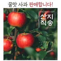 경북 햇 부사 꿀사과 아삭아삭 고당도 산지직송, (흠집못난이)부사 꼬마과 48-51과 10kg