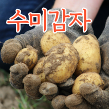 국내산 감자 수미감자 알감자 구이용 튀김용 햇감자 3kg 5kg 10kg 20kg, 특사이즈