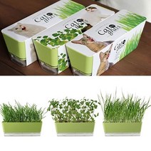 거실화분 키우기쉬운 고양이캣닢 재배 DIY키트 _ 301998EA, 본상품선택, 캣잎