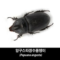 앙구스타장수풍뎅이표본-Papuana angusta, 수컷 20~24mm