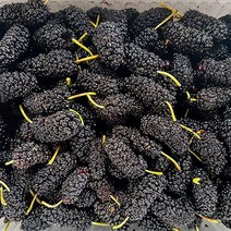 22년 햇과 전북 고창 토종 냉동오디 5kg 벌크 / 고창오디, 단품