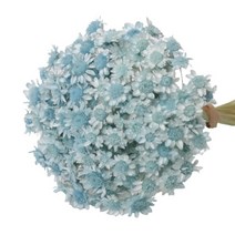 로맨틱노벰버 프리저브드 스타플라워 (150송이), 스카이