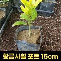 황금사철 15cm 포트묘 황금사철나무, 1개