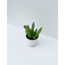아스파라거스 메이리 여우꼬리풀 10cm 화분, 1개
