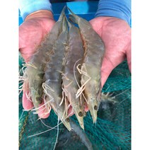 국내산 고흥 활 활 활새우 흰다리왕새우1kg 2kg 3kg, 4kg, 1개