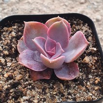 [다육식물]라일락