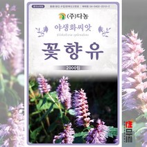 꽃향유 씨앗 2000립 / 다년생 야생화 꽃 봄 여름 가을 꽃씨 몰 씨앗 종자