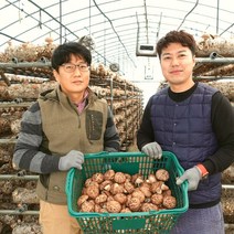 무농약 생 표고버섯 1kg / 건 표고버섯 100g, 파지 1kg