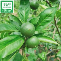 [MD추천] 무농약인증 제주 청귤 풋귤 5kg 10kg 청귤출하지정농가, 1박스
