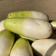 22년 햇무 월동무 제주도 무우, 세척무 10kg