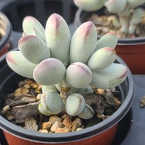 [소소한다육] 방울복랑 코틸레돈속 다육식물, 1개