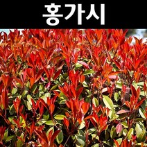 홍가시(레드로빈) 나무 묘목 H60cm내외 포트3개/조경수 생울타리, 3개