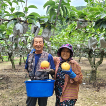 울산 서생배 햇배 신고배 과일선물세트 5kg 7.5kg 10kg 15kg, 15kg 특대과(16-20과)