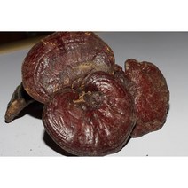 지리산 자연산 야생 영지버섯 말린 건조 영지 버섯 차 국산 200g(JB), 1개