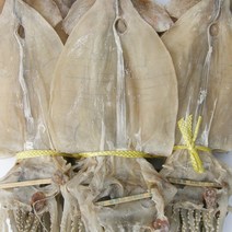 건어물천국 당일바리 마른오징어 20마리, 1.5kg