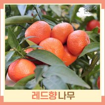 귤나무 묘목 레드향 키40cm 1개