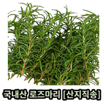 국내산 로즈마리 약 10g 50g 100g 500g 1kg 산지직송 로즈마리생잎 허브 잎 로즈마리잎 로즈마리허브 rosemary 로즈마리차 향신료 식용 데코용 허브 herb, 약 1kg