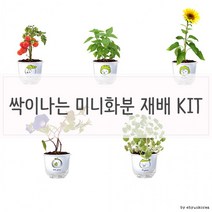 저면관수 쉬운 식물 키우기 세트 토마토 바질 캣닢, 마마의 허브바질