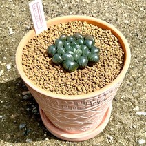 하월시아 도도손 화분세트 희귀 다육 반려 식물, 1개