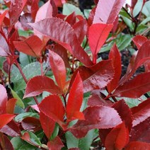 묘목/홍가시 레드로빈 키60cm/2개 B1741, 2개