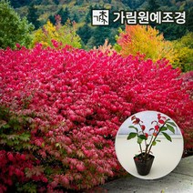 화살나무 콤팩트화살 3치포트 키60cm분묘 키150cm특수목, 콤팩트화살 3치포트(10개세트)