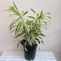 송오브인디아 드라세나 키우기쉬운 공기정화 가습효과 18, 1개