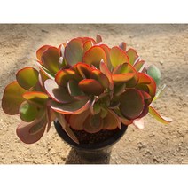 다육이 엔젤스윙철화, 1개