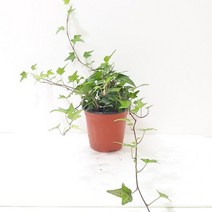 아이비(소) 넝쿨식물 행잉플랜트 실내공기정화식물 공기청정식물