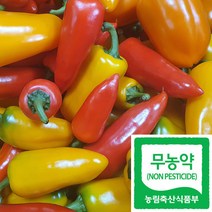 국산 친환경 무농약 미니 파프리카 혼합 급식납품, 중량, 500g