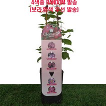 [카니발플라워]클레마티스_으아리(cf216)