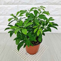 홍콩야자(소) 실내공기정화식물 공기청정식물 홍콩야자키우기, 본상품