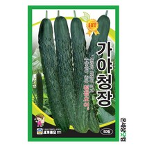 가야청장오이 50립 / 오이씨앗 오이씨 베란다텃밭 오이종자