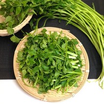당일수확 순천 싱싱 미나리 2kg (500g 4개)