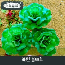 [수초교실] 부상수초 목련물배추 3뿌리, 2뿌리