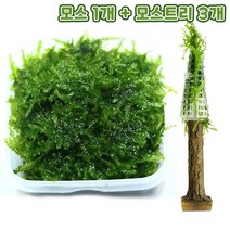 [천삼백케이] [미미네아쿠아] 무결점 미니삼각 모스+트리모양 모스활착 3개 세트, 단품