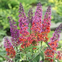 붓들레아 플라워파워 120L포트 부들레야 포트묘, 1개