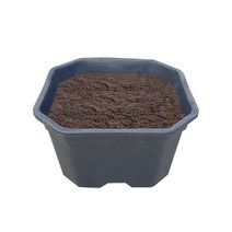 블루베리화분 정사각 대형 화분
