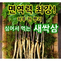 영동 새싹삼 새싹인삼 소/중/대/특 50/70/100뿌리, 대(20cm이상)70뿌리